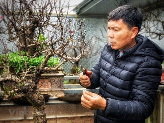 Thuộc thế hệ nghệ nh&acirc;n trồng đ&agrave;o trẻ nhưng cũng đ&atilde; gần 30 năm gắn b&oacute; với những gốc đ&agrave;o, theo anh L&ecirc; H&agrave;m, đ&agrave;o Thất thốn dễ nu&ocirc;i, dễ trồng v&igrave; khả năng chống chịu s&acirc;u bệnh tốt, vấn đề chỉ l&agrave; hoa ra chậm v&agrave; &iacute;t n&ecirc;n cần kỹ thuật tốt để c&acirc;y ra được hết hoa, kỹ thuật cao hơn nữa l&agrave; cho ra hoa được theo &yacute; muốn.(Ảnh: Tố Linh/Vietnam+)