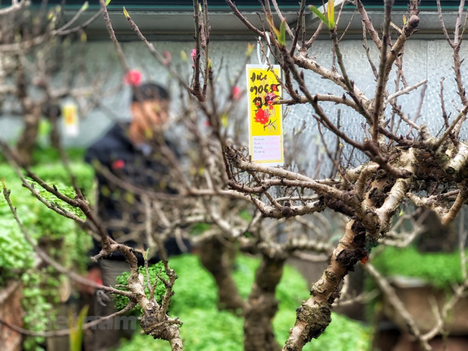 Ngay từ trước Tết cả th&aacute;ng, những gốc đ&agrave;o Thất thốn của anh đ&atilde; t&igrave;m được 'chủ nh&acirc;n.' (Ảnh: Tố Linh/Vietnam+)