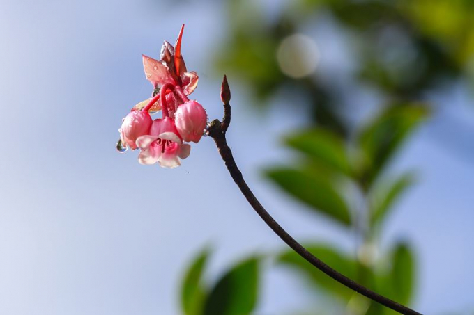 Những c&aacute;nh chu&ocirc;ng xinh xinh trong sương.