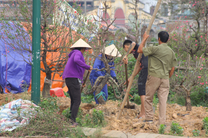 C&ocirc;ng đoạn vận chuyển c&acirc;y l&agrave; một trong những c&ocirc;ng đoạn vứt vả nhất.