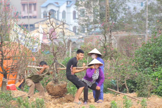 Sau tết, người trồng đ&agrave;o Nhật T&acirc;n hối hả v&agrave;o vụ mới