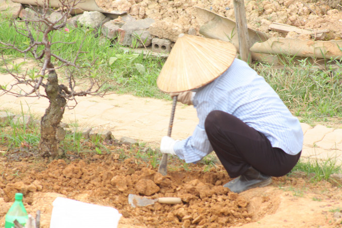 Người l&agrave;m vườn đ&agrave;o cỏ gấu, giữ sạch đất để ph&aacute;t triển đ&agrave;o.