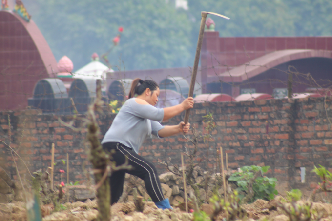 Sau tết, người trồng đ&agrave;o Nhật T&acirc;n hối hả v&agrave;o vụ mới