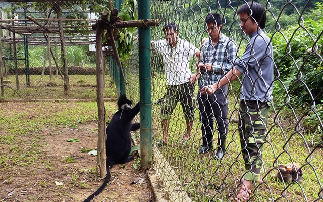 Chăm s&oacute;c voọc tại Trung t&acirc;m Cứu hộ, bảo tồn v&agrave; ph&aacute;t triển sinh vật Vườn quốc gia Phong Nha - Kẻ B&agrave;ng.