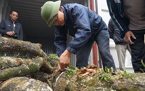 "Hồi hộp" chờ đấu giá cây sưa trăm tỷ