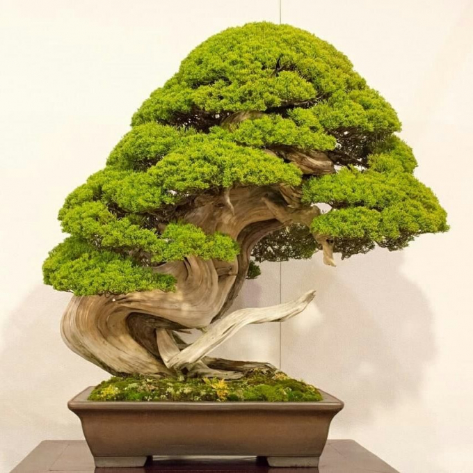 7 c&acirc;y bonsai trị gi&aacute; 13 triệu y&ecirc;n (2,7 tỷ VNĐ)&nbsp;