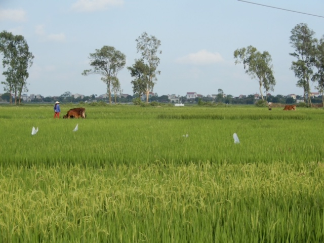 Ảnh minh họa.