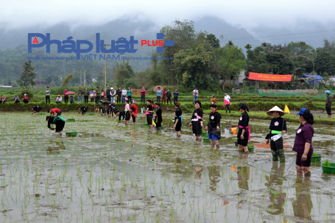 Hội thi cấy l&uacute;a diễn ra một c&aacute;ch hấp dẫn. (Ảnh: P. Họ).