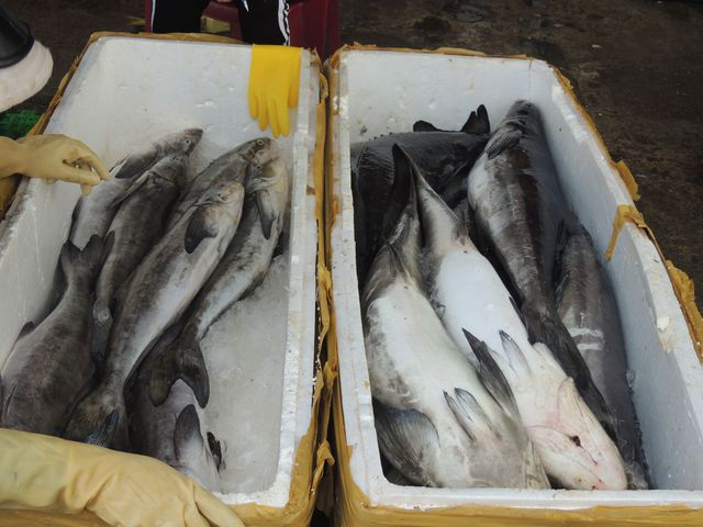 Đ&oacute;ng th&ugrave;ng đưa về c&aacute;c tỉnh.