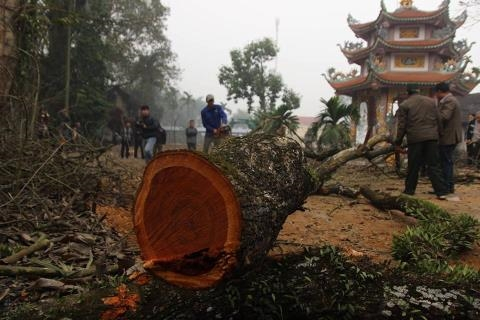 Một c&agrave;nh gỗ sưa tại l&agrave;ng Phụ Ch&iacute;nh, x&atilde; H&ograve;a Ch&iacute;nh.