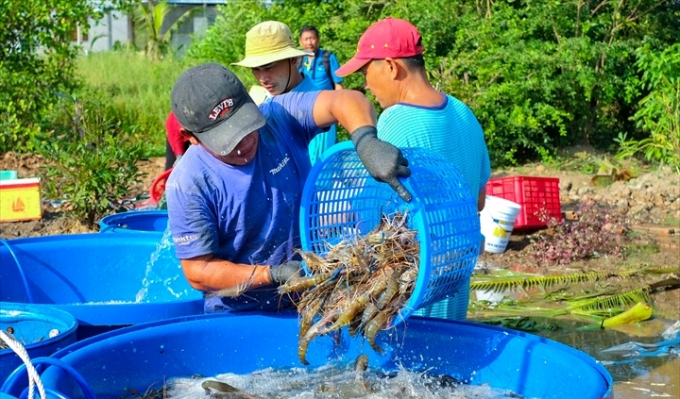 Kh&oacute; khăn lớn của thủy sản Việt Nam l&agrave; sự bị động v&agrave; phụ thuộc về gi&aacute; cả lẫn chất lượng của thức ăn v&agrave; con giống. Ảnh: TTXVN