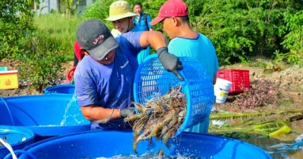 Hai nút thắt cần gỡ để xuất khẩu thủy sản bứt phá