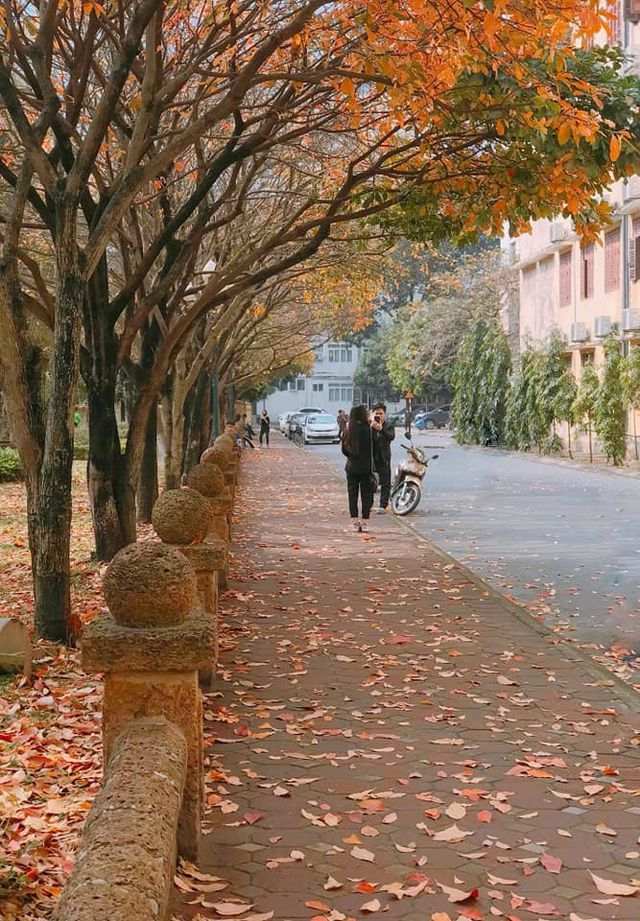 Cả con đường chỉ d&agrave;i khoảng 1km nằm trong khu&ocirc;n vi&ecirc;n trường ĐH Sư phạm kho&aacute;c l&ecirc;n m&igrave;nh m&agrave;u &aacute;o v&agrave;ng thơ mộng, v&ocirc; c&ugrave;ng l&atilde;ng mạn kh&aacute;c hẳn vẻ đẹp rực rỡ m&ugrave;a c&acirc;y trổ hoa. (ảnh: Long Lố)