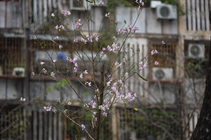 H&agrave; Nội trang ho&agrave;ng đường phố ch&agrave;o đ&oacute;n hội nghị thượng đỉnh Mỹ - Triều