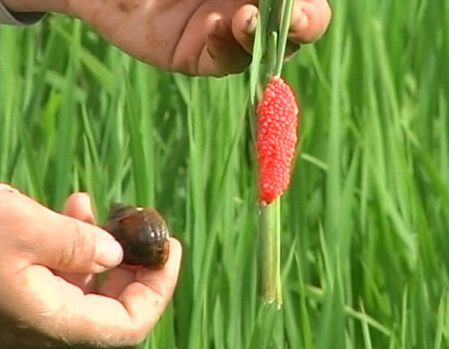 Ốc bươu v&agrave;ng đang t&agrave;n ph&aacute; h&agrave;ng chục ha l&uacute;a của người d&acirc;n Tuy&ecirc;n Quang. (Ảnh minh họa).