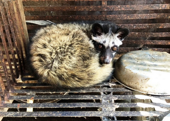 Một c&aacute; thể chồn hương nu&ocirc;i nhốt tr&aacute;i ph&aacute;p luật bị ng&agrave;nh chức năng tỉnh Gia Lai ph&aacute;t hiện.