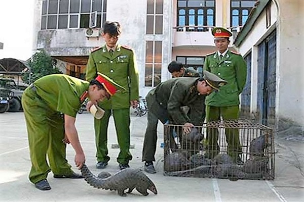 Tăng cường c&ocirc;ng t&aacute;c phối hợp li&ecirc;n ng&agrave;nh kiểm tra, kiểm so&aacute;t bảo vệ c&aacute;c lo&agrave;i động vật hoang d&atilde; nguy cấp, qu&yacute;, hiếm..