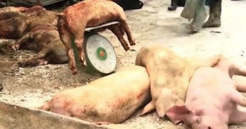 Dịch tả lợn châu Phi có nguy hiểm đến tính mạng con người?