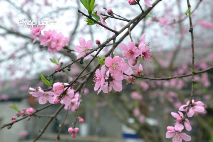 Ngỡ như Xu&acirc;n đang về.&nbsp;