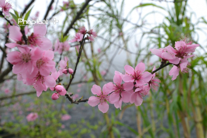 Photo: Hoa Đ&agrave;o, hoa L&ecirc;