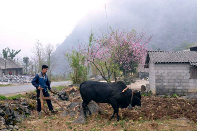 Hoa Đ&agrave;o gần gũi với cả cuộc sống lao động của người d&acirc;n.