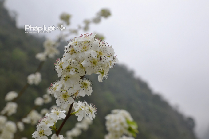 Mỗi lo&agrave;i hoa đều g&oacute;p phần t&ocirc; đẹp cho v&ugrave;ng đất du lịch cao nguy&ecirc;n đ&aacute;, trong đ&oacute; c&oacute; cả hoa L&ecirc;.