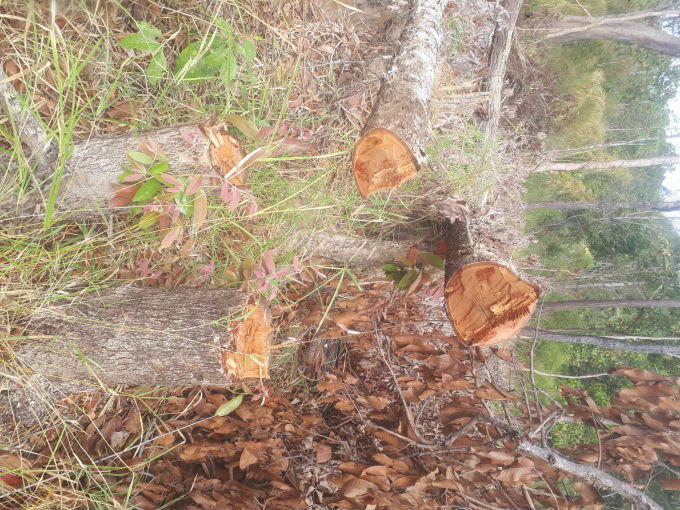 Nhiều c&acirc;y to bị đốn hạ kh&ocirc;ng thương tiếc.