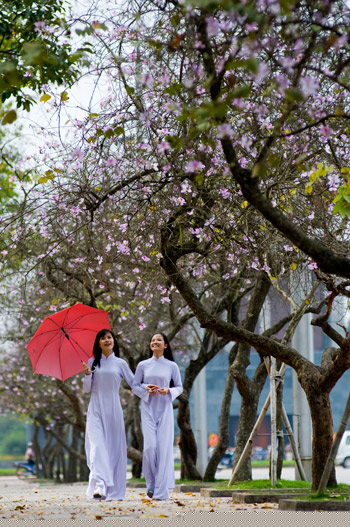 Kết quả hình ảnh cho sắc tím hoa ban giữa lòng hà nội