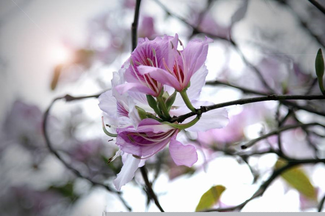 Kết quả hình ảnh cho sắc tím hoa ban giữa lòng hà nội