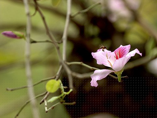 Cánh hoa ban mềm mại như cánh bướm, e ấp sau những đợt nắng đầu mùa.