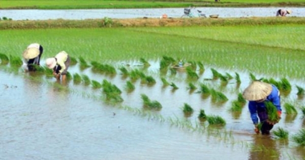 Mùa xuân đi cấy