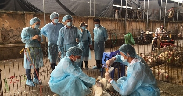 Xuất hiện ở dịch cúm A/H5N6 trên đàn gia cầm ở Hà Nội