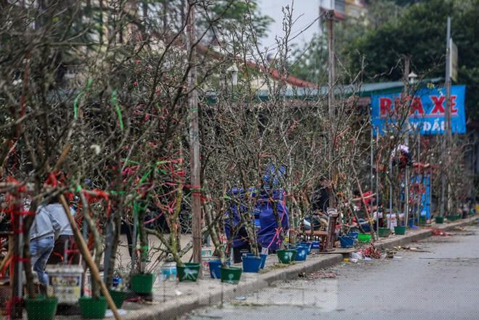 Hoa lê rừng (hay còn gọi là hoa lê trắng, hoa mắc cọp) vốn được trồng nhiều ở các tỉnh phía Bắc như: Cao Bằng, Lào Cai, Hà Giang, Lạng Sơn...được dân buôn đem về Thủ đô phục vụ người tiêu dùng.