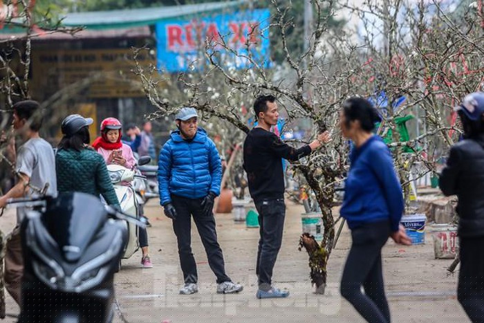 Giá trung bình khoảng 3-4 triệu đồng/cành. Cành nào chưa có hoa rẻ hơn nửa triệu, một triệu, cành bé nhất cũng có giá 500 đồng/cành, có cành to, gốc lâu năm, nhiều nụ, nhiều hoa giá lên đến cả chục triệu đồng.