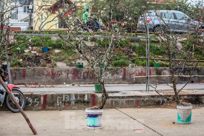 Hoa lê rừng vốn là loài hoa có sức sống bền vì thế người chơi có thể sử dụng được lâu hơn mà không lo bị héo hay thối gốc.