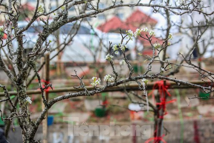 Loài hoa này ngoài vẻ đẹp và độ bền còn biểu tượng cho sự hiếu thảo của con cháu đối với ông bà, tổ tiên, nên nhiều người dùng những cành nhỏ cắm một bình đặt lên bàn thờ.