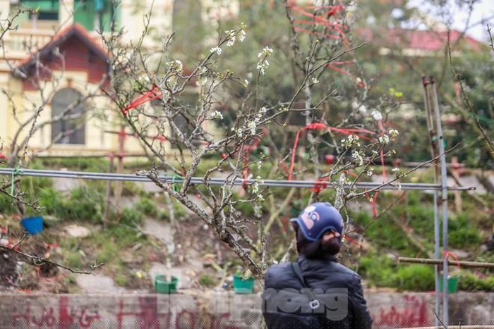 Vẻ trắng muốt, độ bền lâu của hoa lê khiến nhiều người dân Thủ đô mê mẩn.