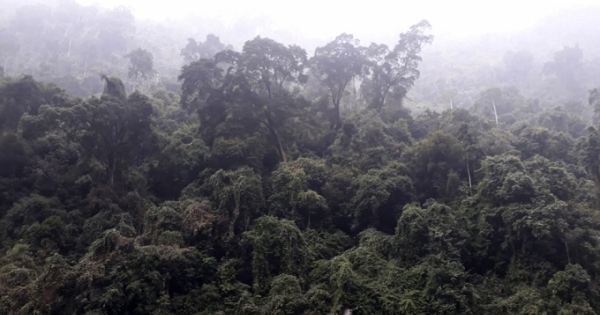 Những đột phá và thách thức trong phát triển lâm nghiệp bền vững ở Tuyên Quang