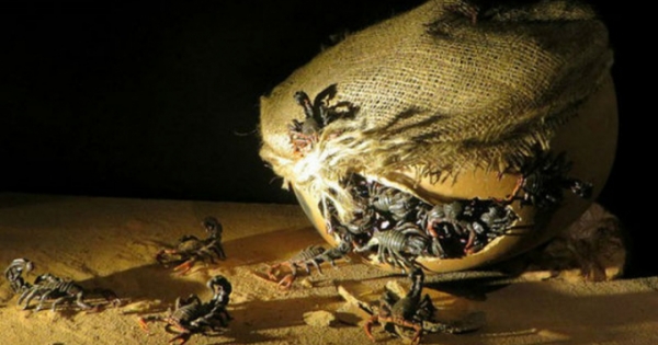 Pháp luật “ra tay” để duy trì đạo đức sinh học