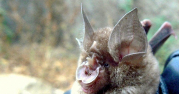 Từ 1 con dơi tìm thấy mấy trăm loại virus corona?