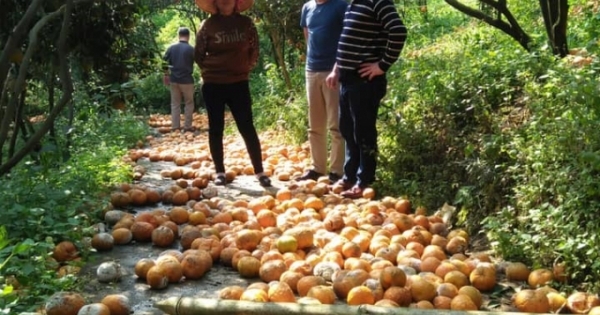 14 nghìn tấn cam sành Hà Giang đã rụng và có xu hướng rụng tiếp!!!