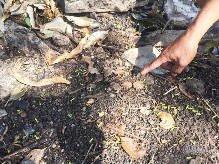 Hột củ chi rơi dưới gốc.