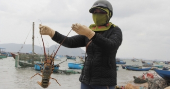 Tin kinh tế 6AM: Giá vàng lập đỉnh cao mới; Thực hư chuyện “giải cứu tôm hùm Phú Yên” giá 200.000 đồng/ký