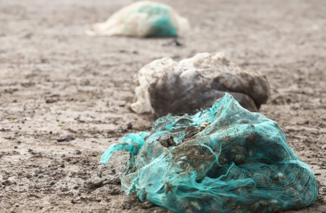 Hàng chục tấn ngao đến ngày thu hoạch chết trắng bãi, người nuôi xót xa