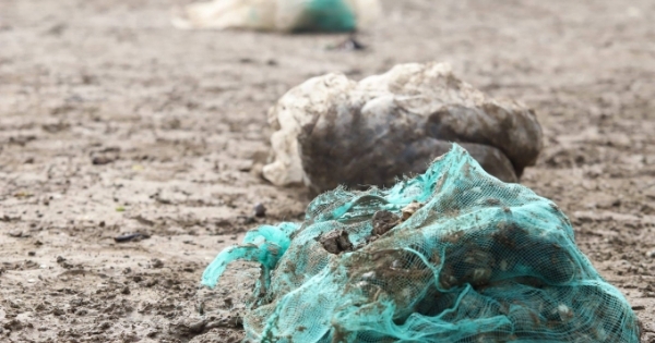 Hàng chục tấn ngao đến ngày thu hoạch chết trắng bãi, người nuôi xót xa