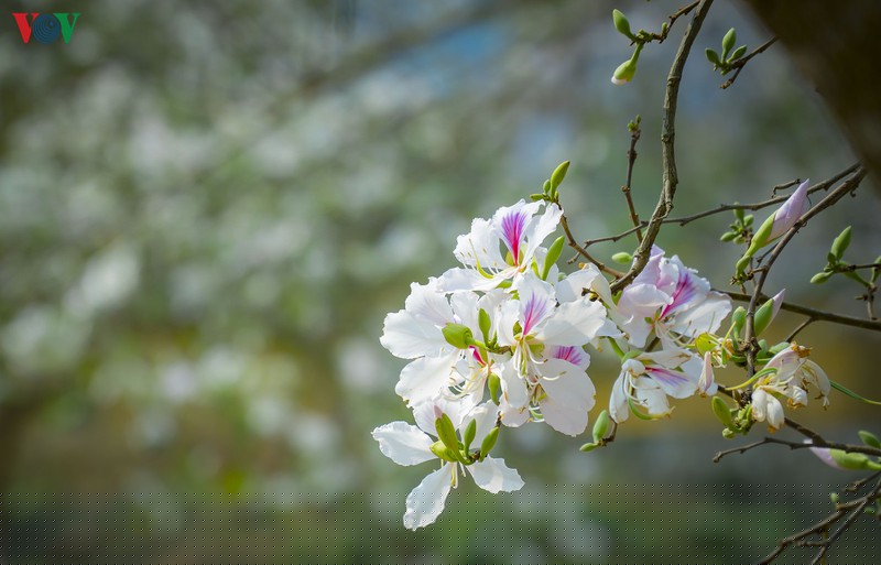ngay ngat mua ban no o dien bien hinh 4