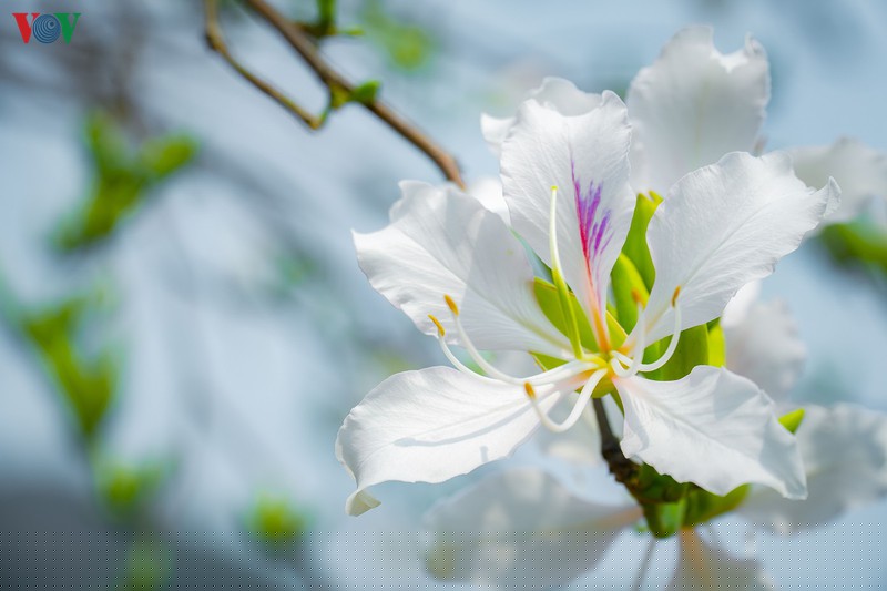 ngay ngat mua ban no o dien bien hinh 5