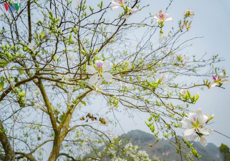 ngay ngat mua ban no o dien bien hinh 6