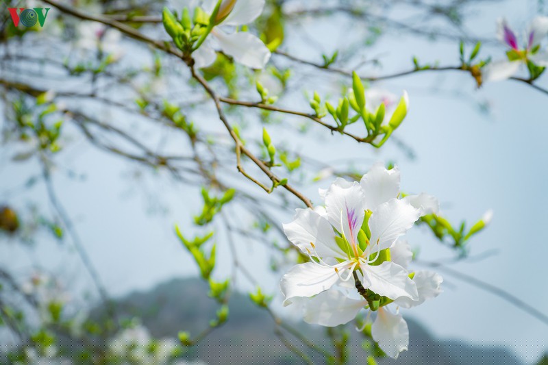 ngay ngat mua ban no o dien bien hinh 7