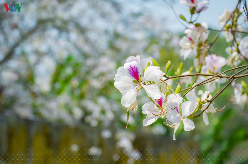 ngay ngat mua ban no o dien bien hinh 8